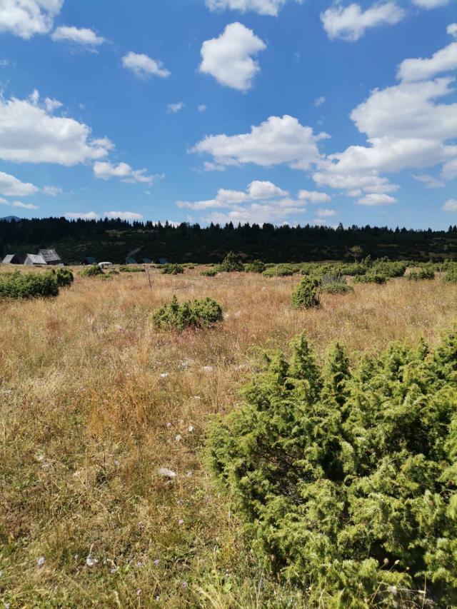 Zemljište 36.000 m², Žabljak