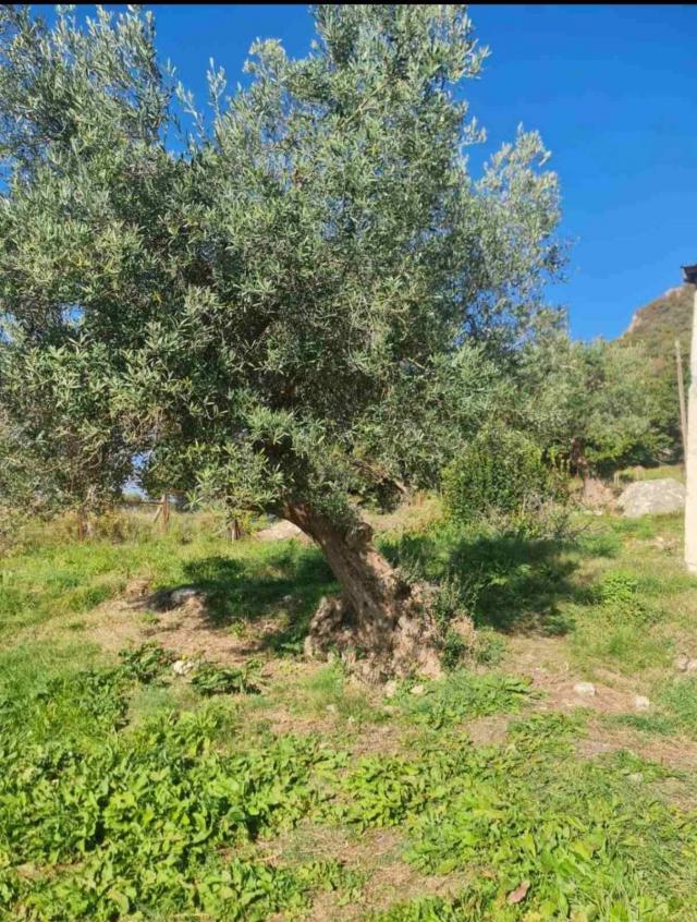 Urbanizovan plac sa trajnim pogledom na more – 1.058 m², Podi, Herceg Novi