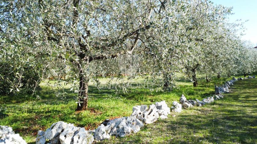 Poreč – Surroundings – Beautiful Building Plot with Olive Grove