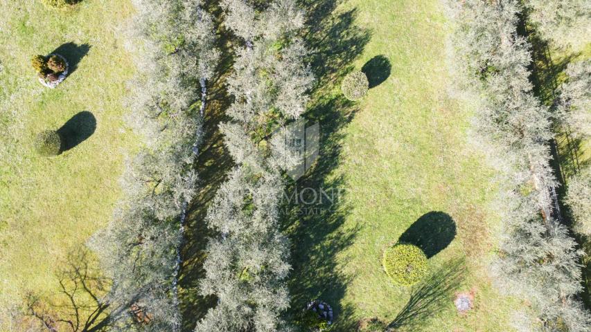 Poreč – Surroundings – Beautiful Building Plot with Olive Grove