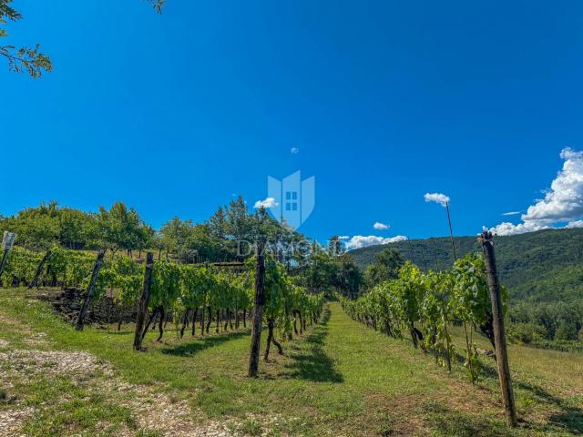 Motovun, okolica, izuzetno građevinsko zemljište s pogledom!