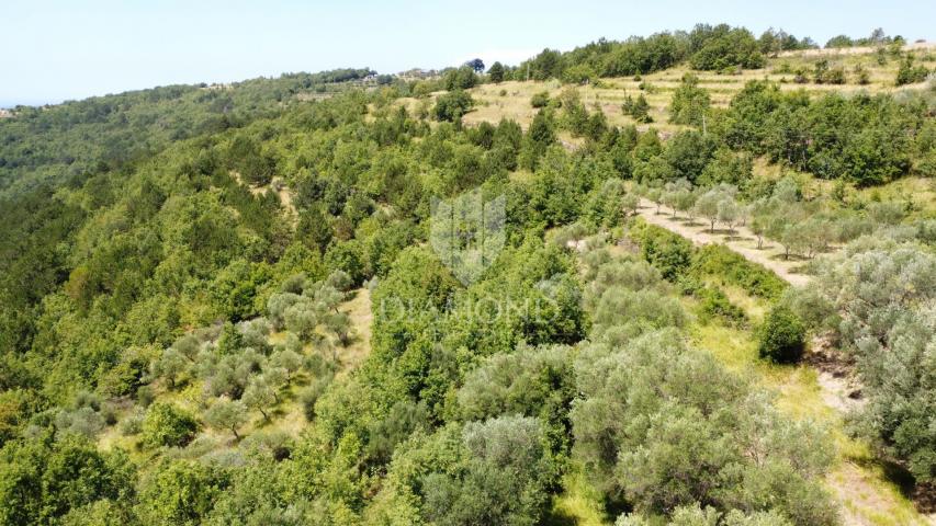 Oprtalj: okolica - prekrasno građevinsko zemljište 