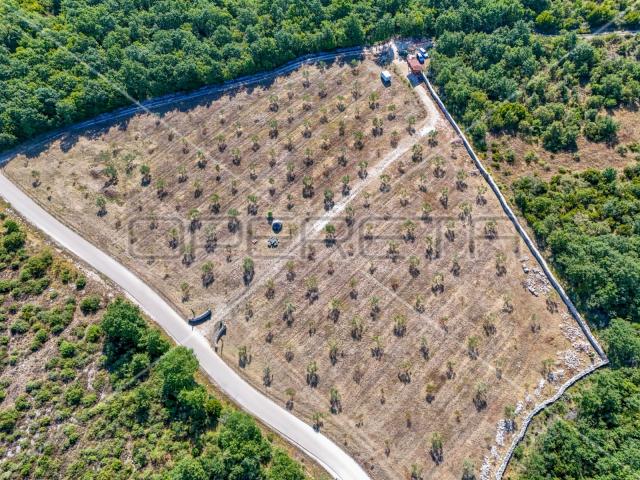 Predivan maslinik blizu Peroja s pogledom na more i vodom, potencijal za OPG i t