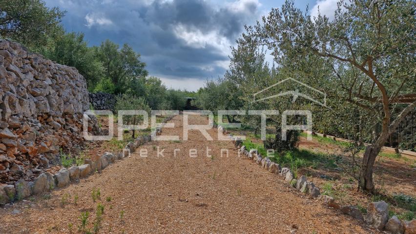 PRODAJA MASLINIKA S POGLEDOM NA MORE – IDEALNO ZA INVESTICIJU I ODRŽIVI TURIZAM

