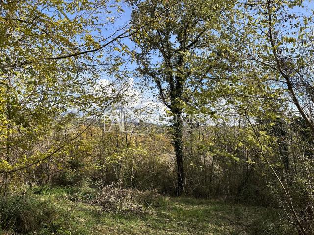Istra, Buje, okolica - poljoprivredno zemljište 20.000 m2 sa ucrtanim objektom