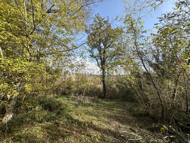 Istra, Buje, okolica - poljoprivredno zemljište 20.000 m2 sa ucrtanim objektom
