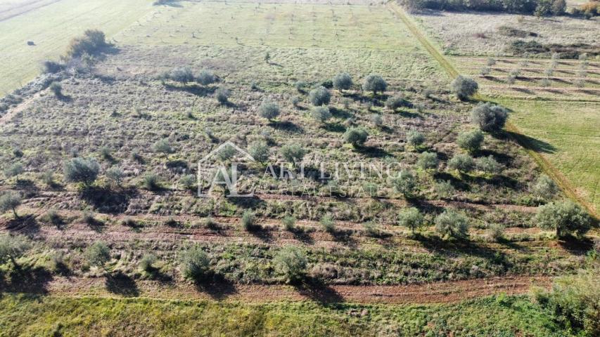 Istra, Novigrad, okolica - prelijepo poljoprivredno zemljište s maslinikom