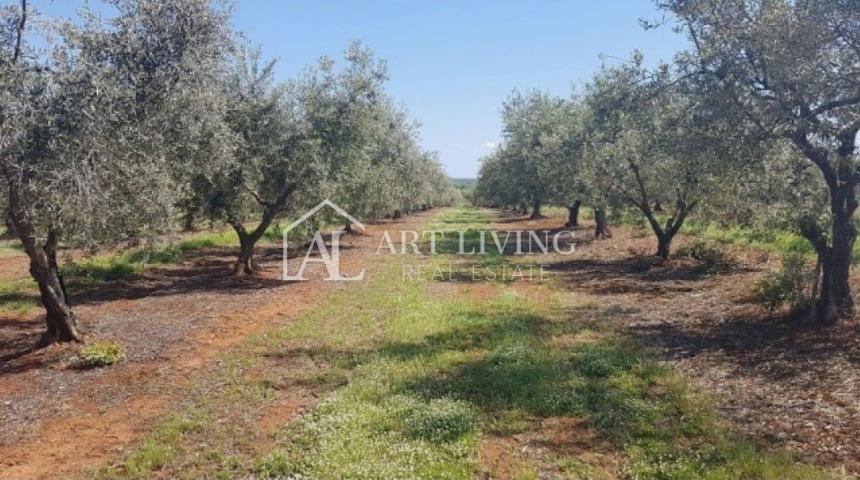 Istra, Novigrad, okolica - prelijepo poljoprivredno zemljište s maslinikom