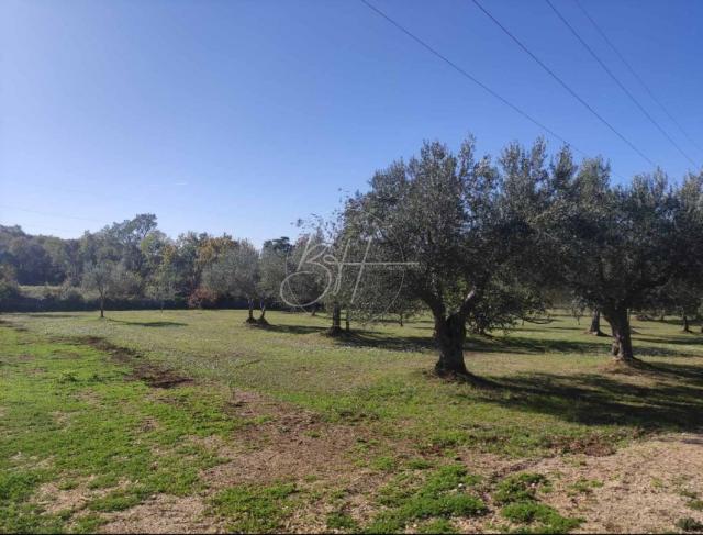 Land Rovinjsko Selo, Rovinj, 15.508m2