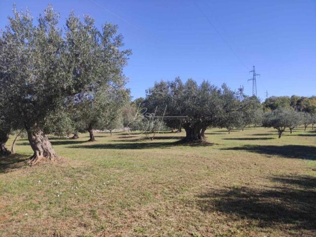 Land Rovinjsko Selo, Rovinj, 15.508m2