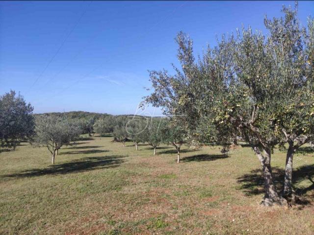 Land Rovinjsko Selo, Rovinj, 15.508m2