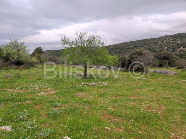 Brač, Selca poljoprivredno zemljište površine 11500 m2