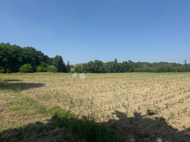 Veliko imanje 39.323 m² – mir, priroda i potencijal!