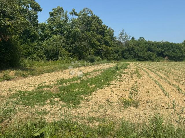 Veliko imanje 39.323 m² – mir, priroda i potencijal!