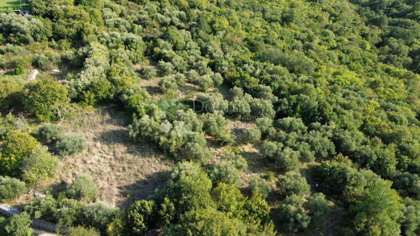 LABIN, okolica, , poljoprivredno zemljište (MASLINIK I ŠUMA) , graniči sa građevinskim, SAMO U NAŠOJ