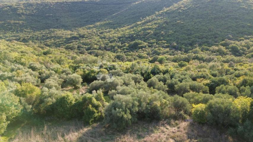 LABIN, okolica, , poljoprivredno zemljište (MASLINIK I ŠUMA) , graniči sa građevinskim, SAMO U NAŠOJ
