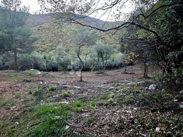 LABIN, okolica, , poljoprivredno zemljište (MASLINIK I ŠUMA) , graniči sa građevinskim, SAMO U NAŠOJ