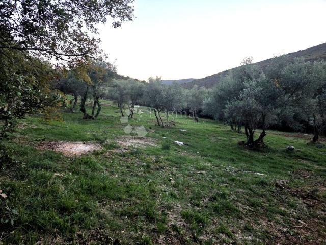 LABIN, okolica, , poljoprivredno zemljište (MASLINIK I ŠUMA) , graniči sa građevinskim, SAMO U NAŠOJ