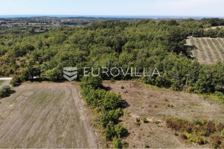 Istra, predivno zemljište 26.700 m² pogodno za vinograd sa vinskim podrumom