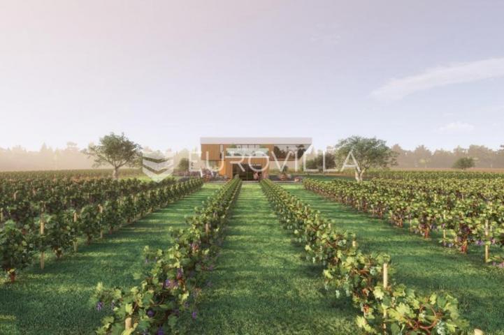 Istra, predivno zemljište 26.700 m² pogodno za vinograd sa vinskim podrumom