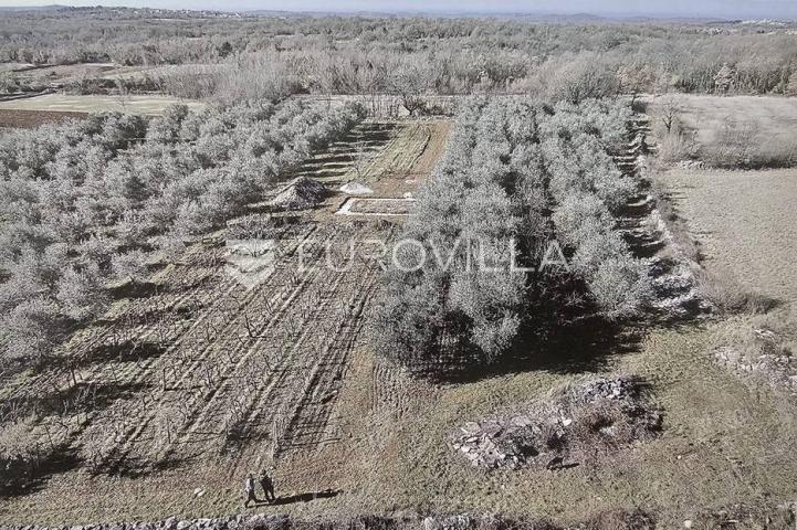 Istra, Kringa, građevinsko zemljište za autohtonu istarsku stanciju blizu mora 