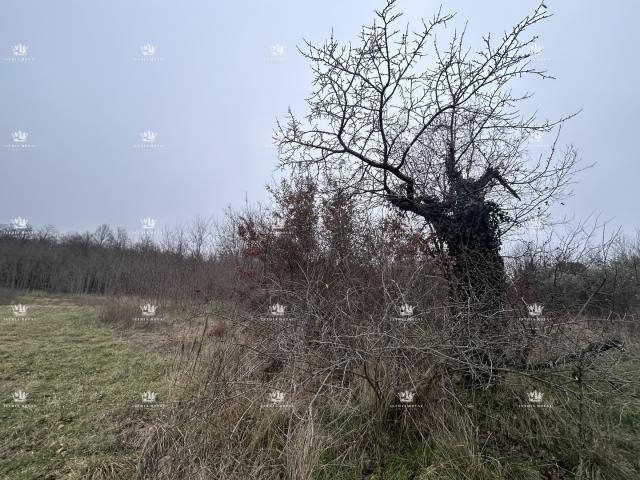 Istra , Materada , poljoprivredna parcela , šuma , vinograd 25.264m2