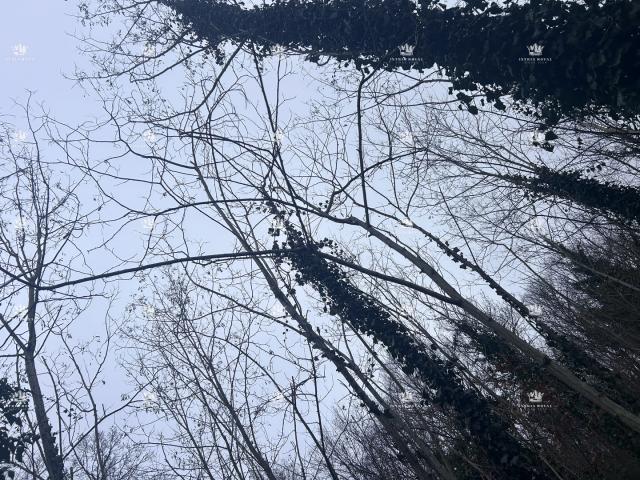 Istra , Materada , poljoprivredna parcela , šuma , vinograd 25.264m2