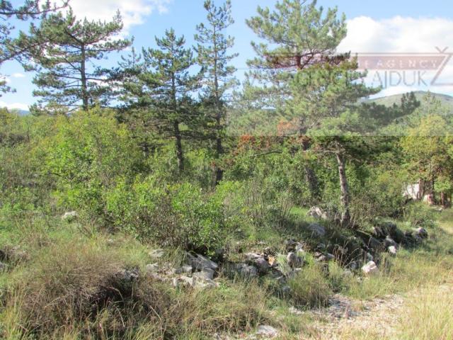 Imotski Grubine 4553 m2 građevinsko zemljište - intima!