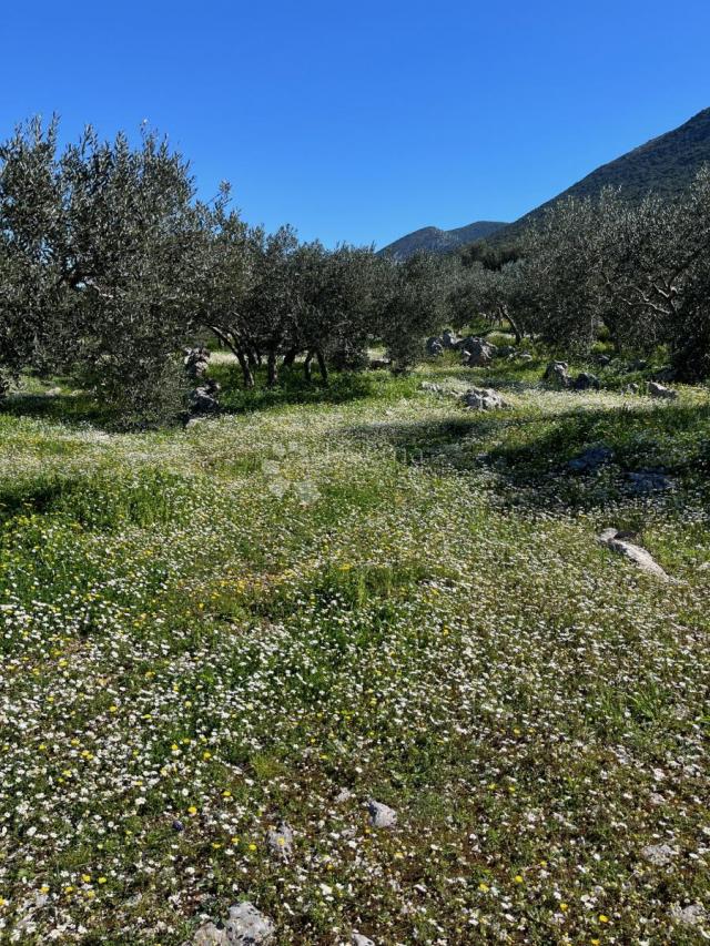 Maslinik u Trpnju, Pelješac