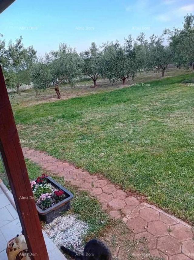House Marčana – House with an Olive Grove