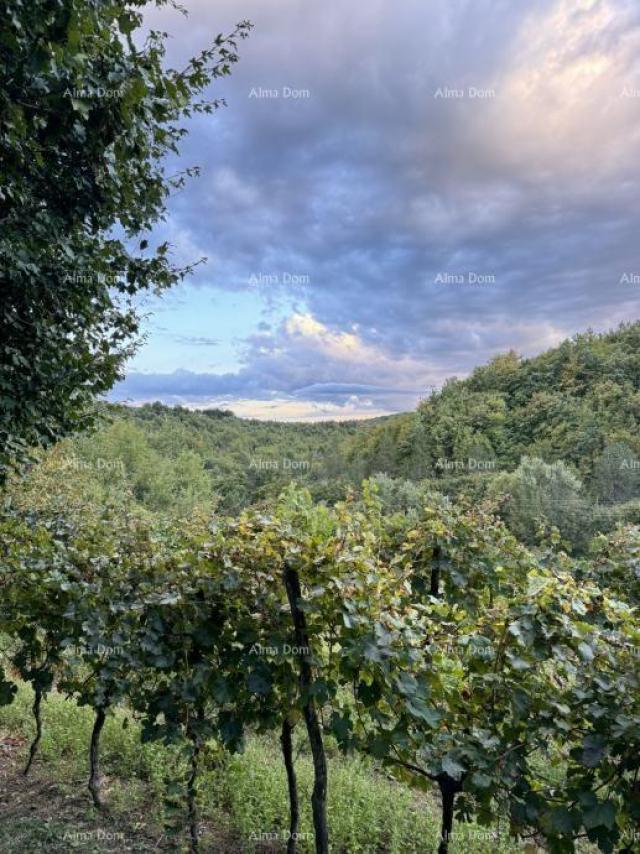 Kuća Prodaje se prekrasna stancija, okružena šumom i vinogradima, s pogledom na Gračišće i Učku!