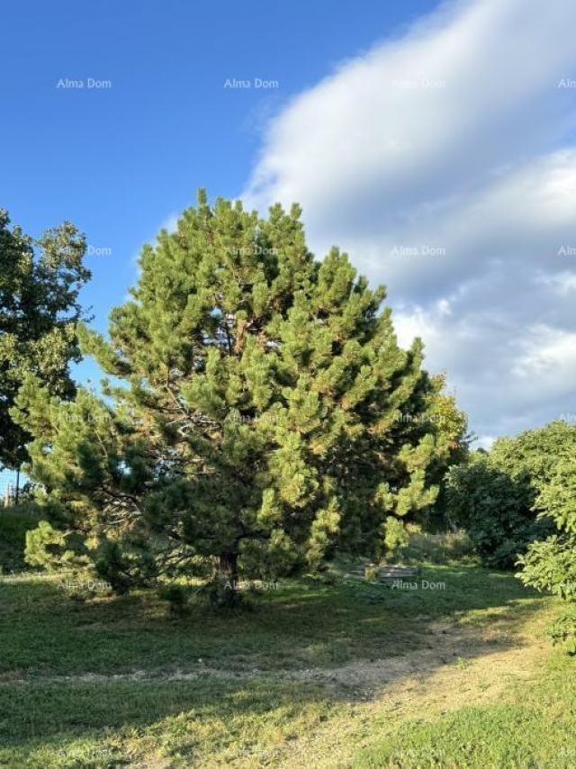 Kuća Prodaje se prekrasna stancija, okružena šumom i vinogradima, s pogledom na Gračišće i Učku!