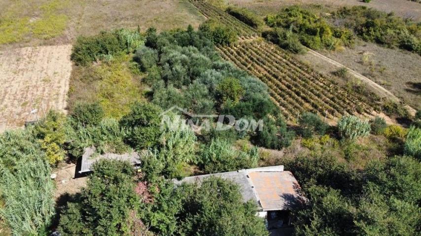 Obiteljska nekretnina s lijepim maslinikom i vinogradom