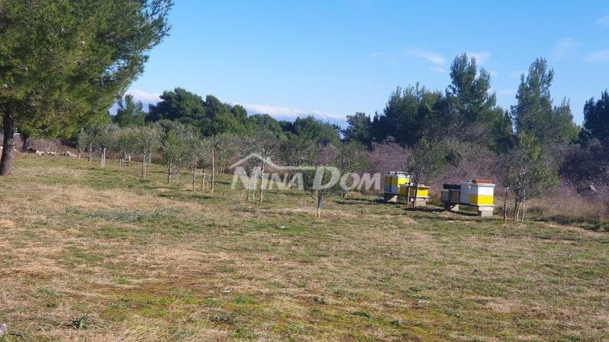 Poljoprivredno zemljište s mladim maslinama 22 €/m2