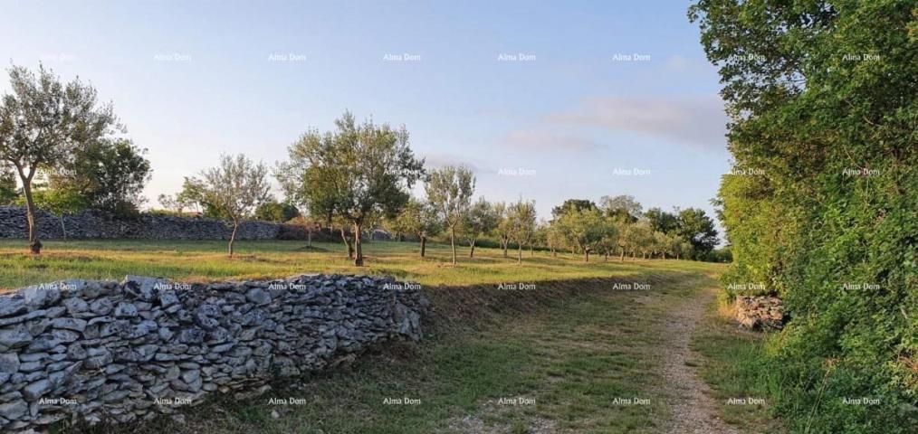 Građevinsko zemljište MARČANA FILIPANA - građevinski teren