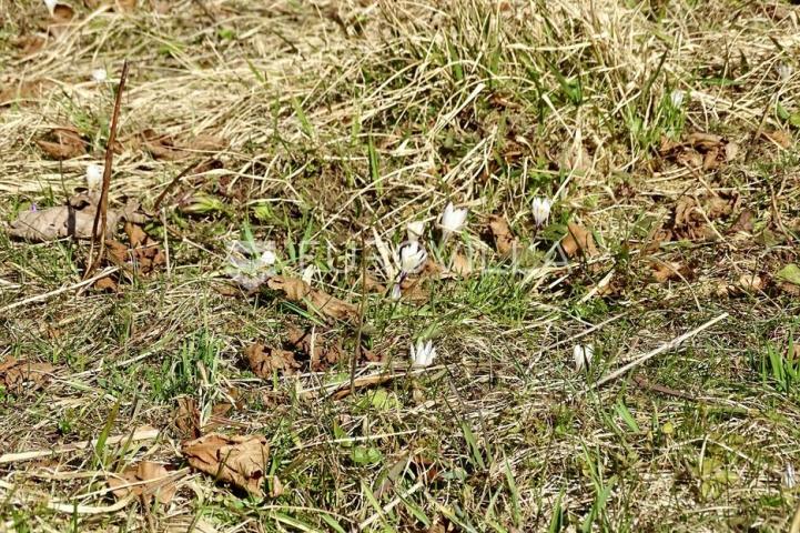 Delnice, Lučice, atraktivan građevni teren površine 6.919 m²