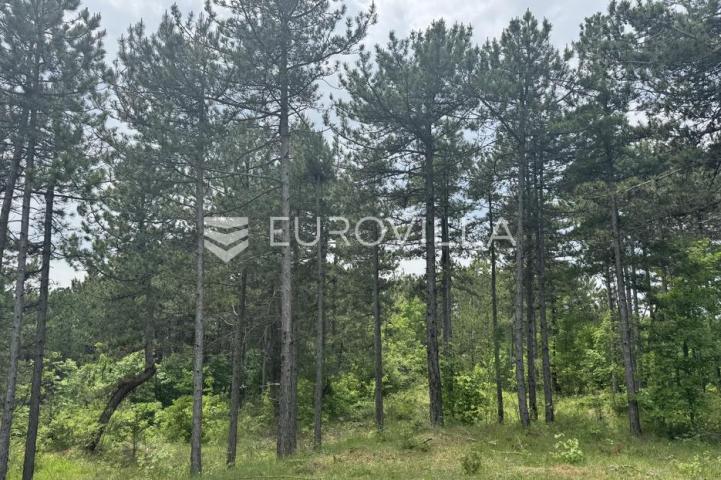Istra, Grašćišće, jedinstveno građevinsko zemljište 2000 m² okruženo stoljetnom šumom 36789 m²
