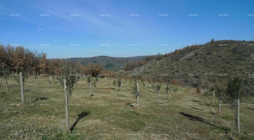 Građevinsko zemljište Momjan – prodaja građevinskog zemljišta na odličnoj lokaciji. 