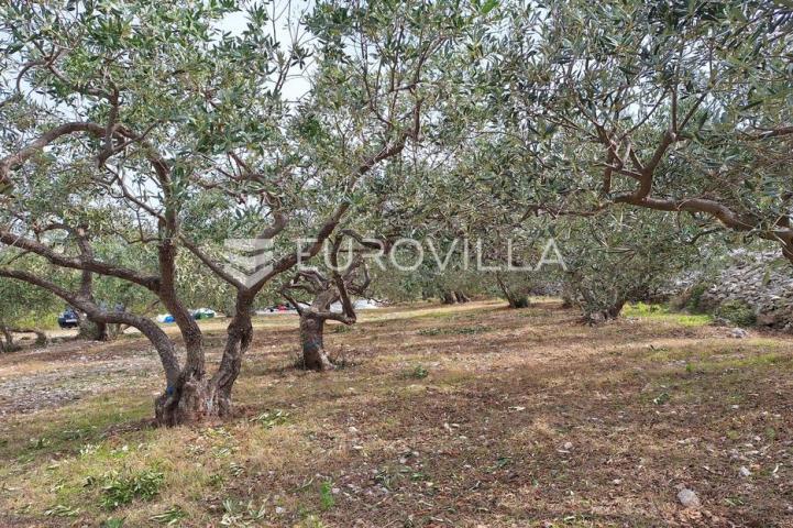 Šolta, Grohote, odlično održavan maslinik površine 2.422 m²