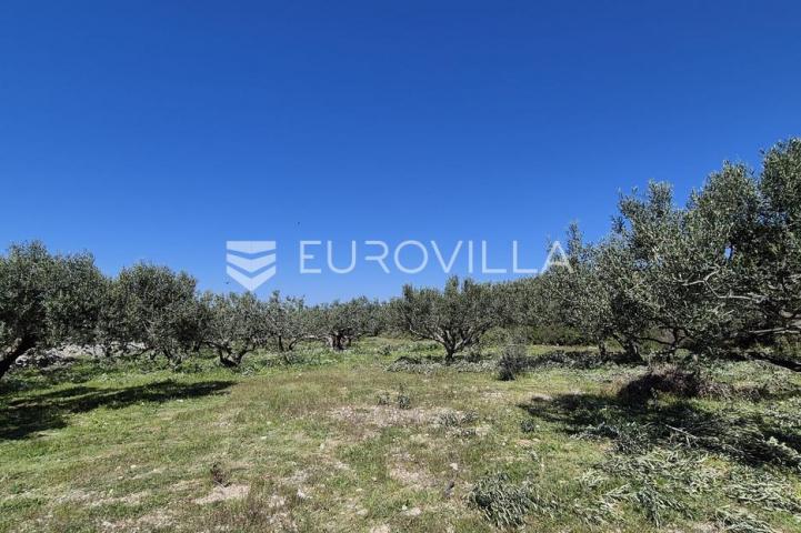 Šolta, Grohote, odlično održavan maslinik površine 2.422 m²