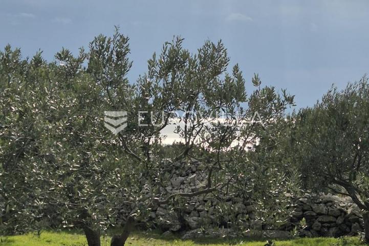 Šolta, Grohote, odlično održavan maslinik površine 2.422 m²