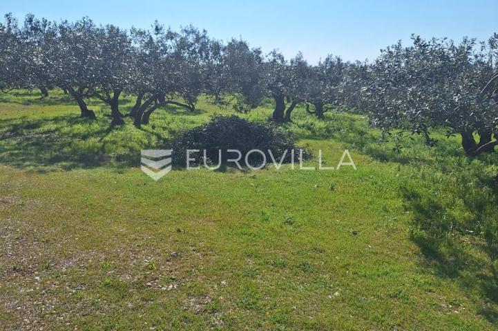 Šolta, Grohote, odlično održavan maslinik površine 2.422 m²