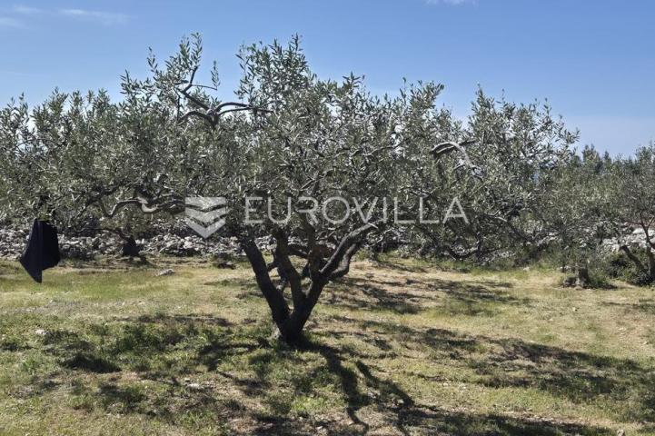 Šolta, Grohote, odlično održavan maslinik površine 2.422 m²