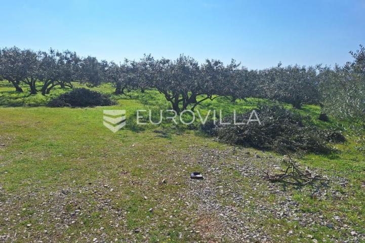 Šolta, Grohote, odlično održavan maslinik površine 2.422 m²