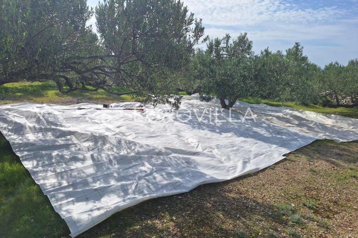 Šolta, Grohote, odlično održavan maslinik površine 2.422 m²