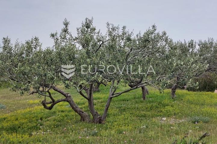 Šolta, Grohote, odlično održavan maslinik površine 2.422 m²