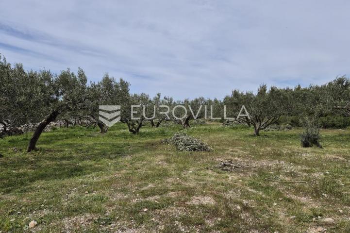 Šolta, Grohote, odlično održavan maslinik površine 2.422 m²