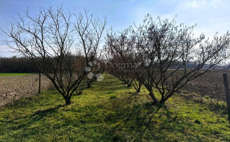 Nasad lješnjaka (istarski + rimski) = kvaliteta + prinos | 1063 m²