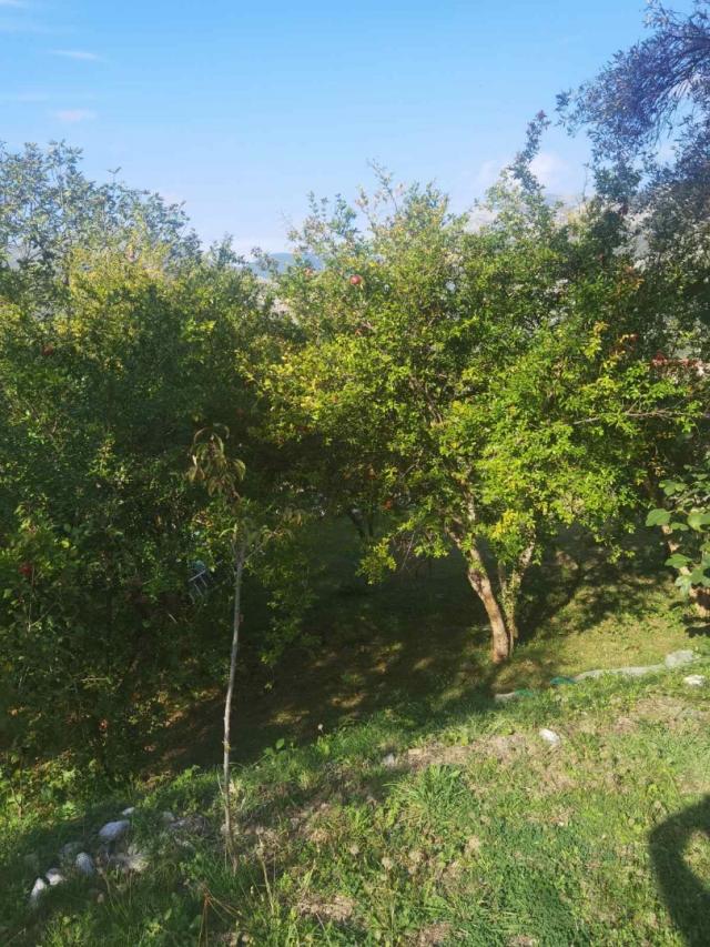 House in Old Bar with olive grove