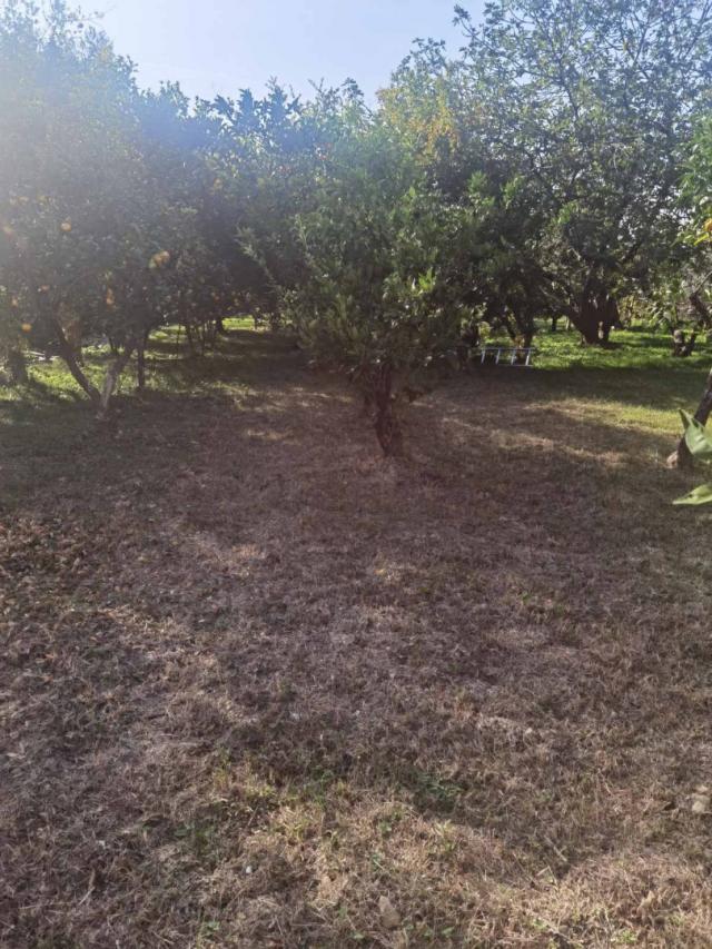 House in Old Bar with olive grove
